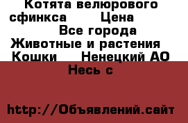 Котята велюрового сфинкса. .. › Цена ­ 15 000 - Все города Животные и растения » Кошки   . Ненецкий АО,Несь с.